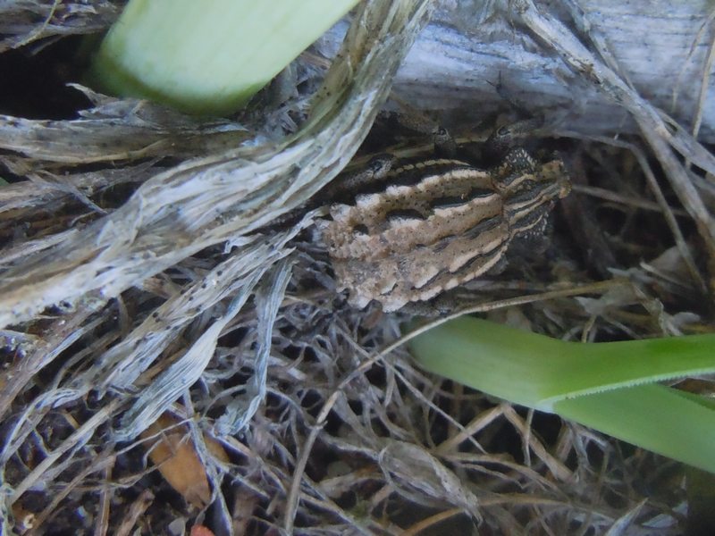 Curculionidi dal Nord Sardegna: Brachycerus albidentatus